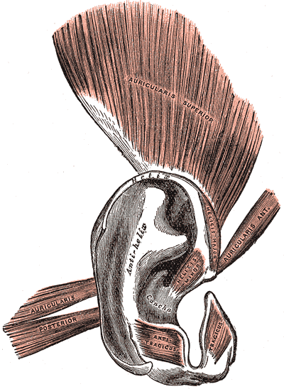 Fig. 906