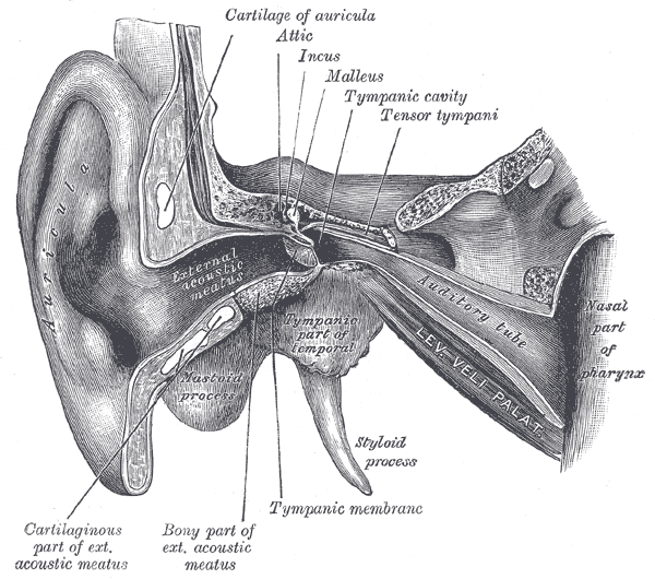 Fig. 907