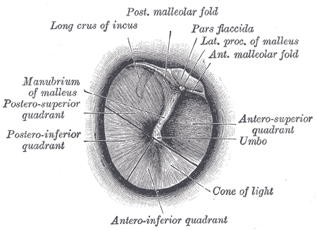 Fig. 909