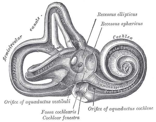 Fig. 921