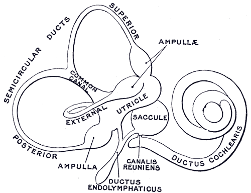 Fig. 924