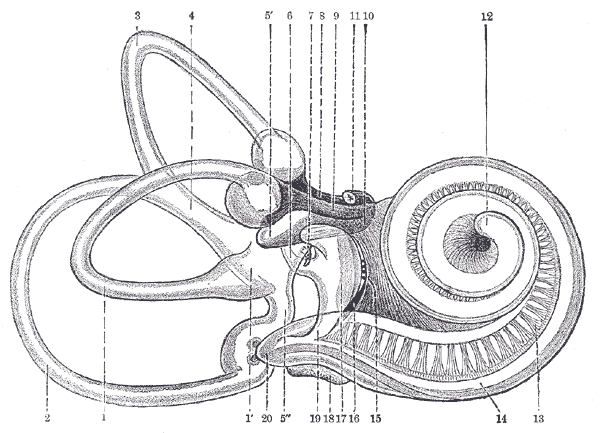 Fig. 925