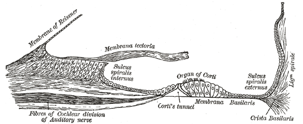 Fig. 929