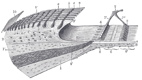 Fig. 930