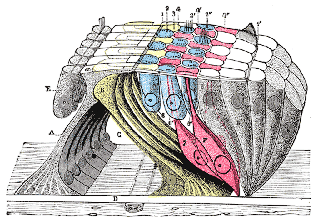 Fig. 932