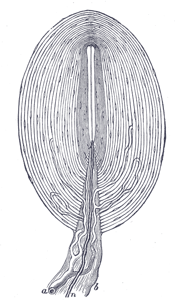 Fig. 935