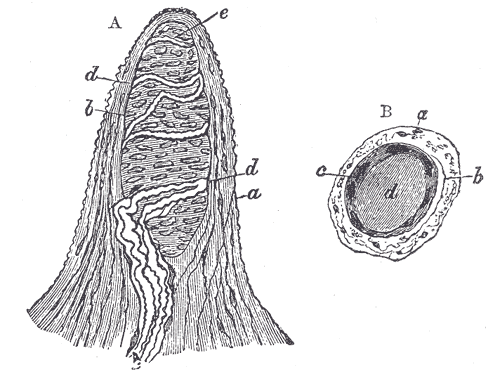 Fig. 936