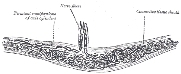Fig. 937