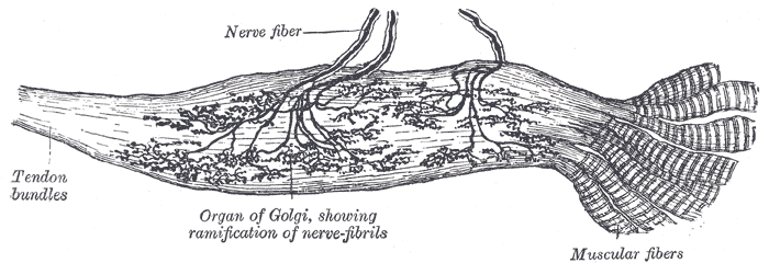 Fig. 938