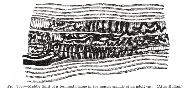 Fig. 939