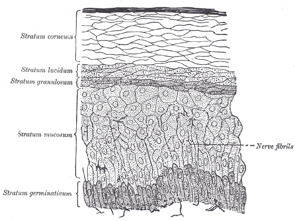Fig. 941