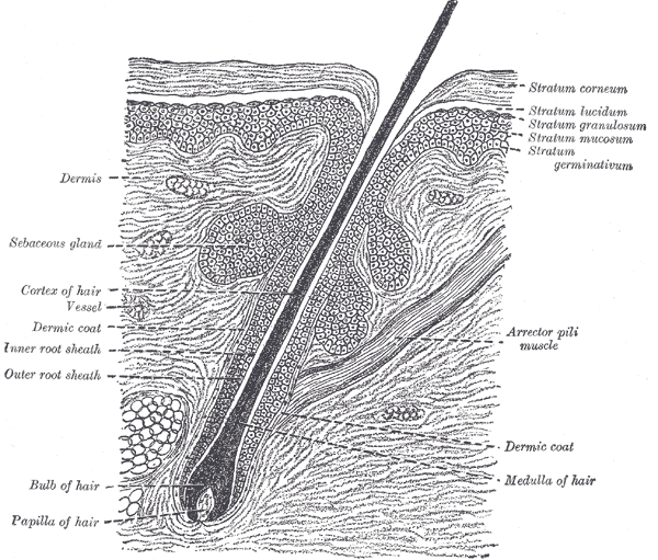 Fig. 944