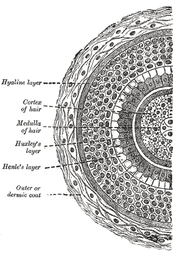 Fig. 945