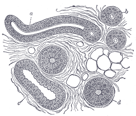 Fig. 946
