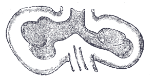 Fig. 948