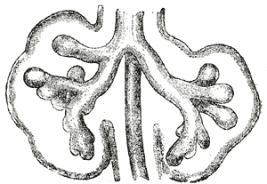Fig. 949