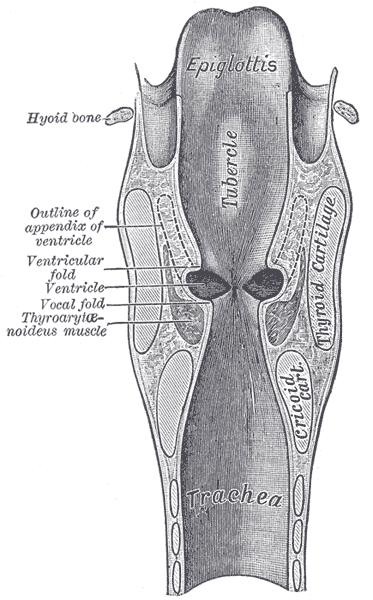 Fig. 954