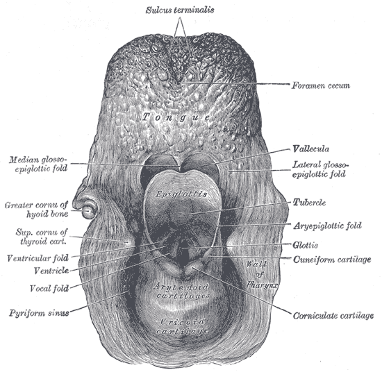 Fig. 955