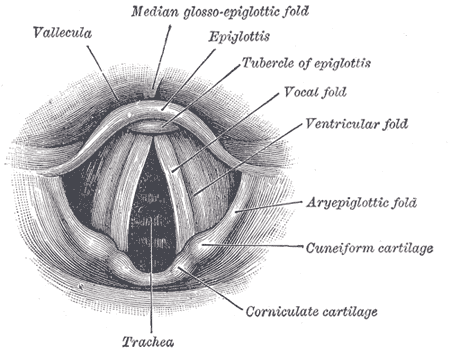 Fig. 956