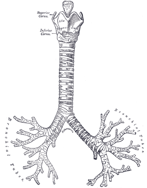 Fig. 961