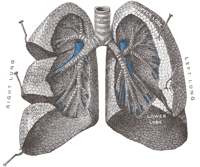 Fig. 962
