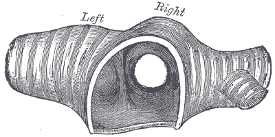 Fig. 963