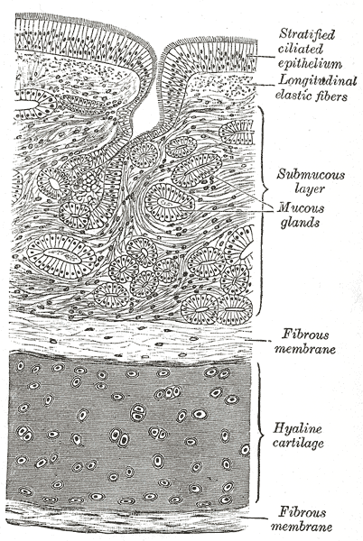 Fig. 964