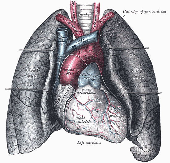 Fig. 970