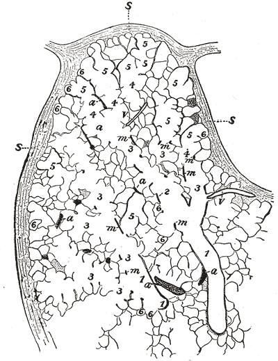 Fig. 974