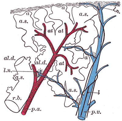 Fig. 975