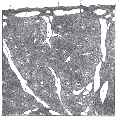 Fig. 976