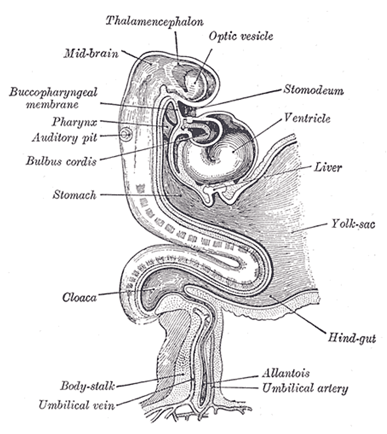 Fig. 977
