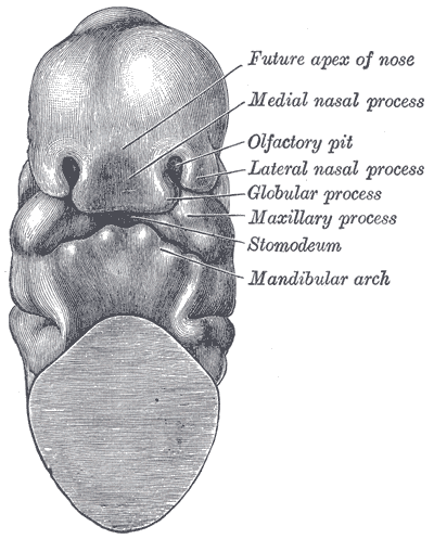 Fig. 978