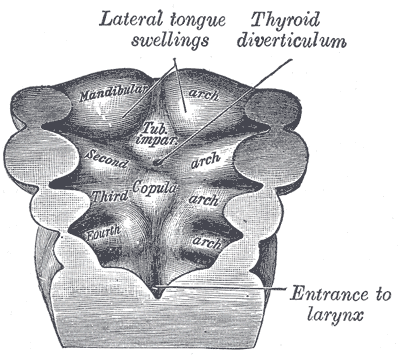 Fig. 979