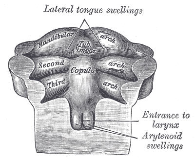 Fig. 980
