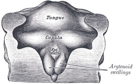 Fig. 981