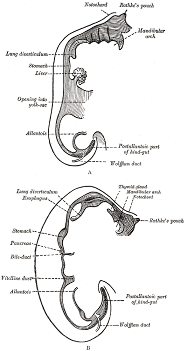 Fig. 982