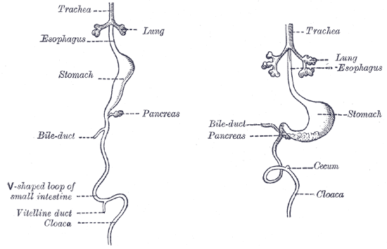 Fig. 983