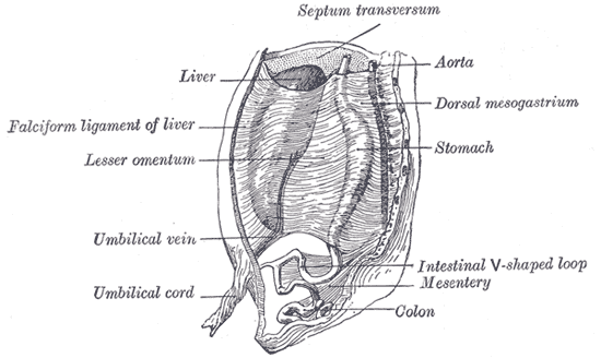 Fig. 984