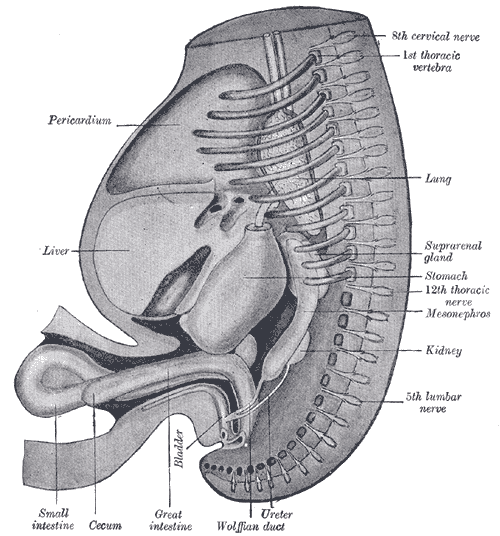 Fig. 986
