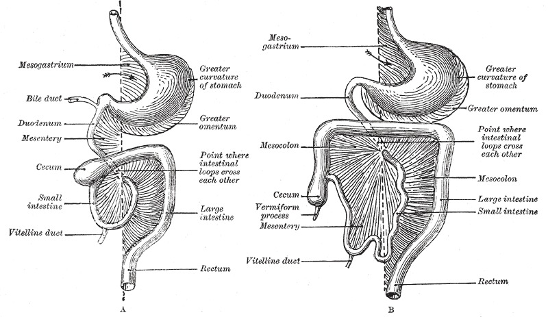 Fig. 987