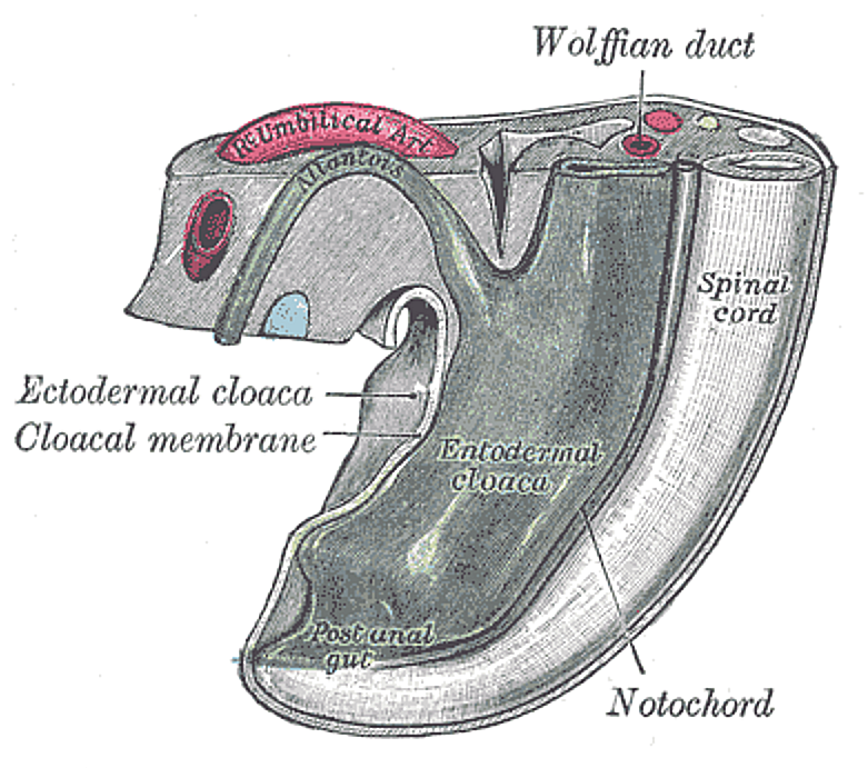 Fig. 991