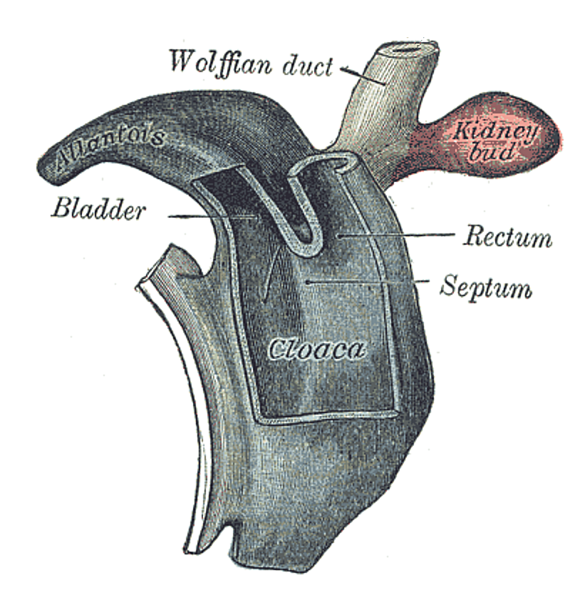Fig. 992