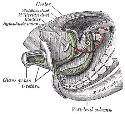 Fig. 993
