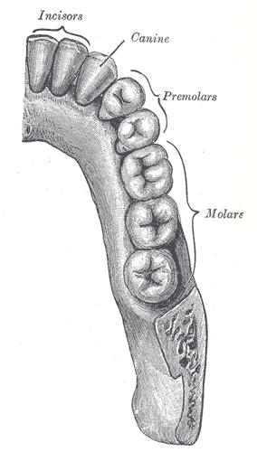 Fig. 997